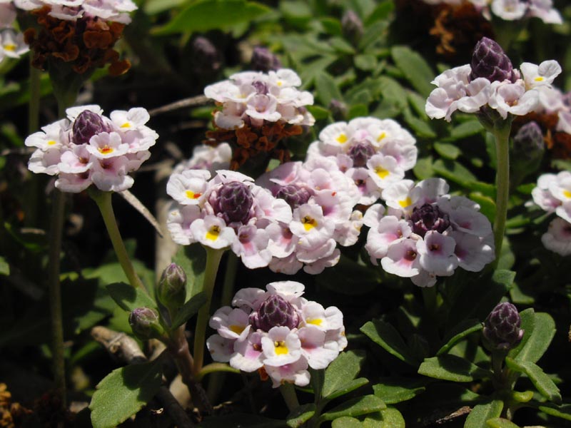 Phyla nodiflora photo